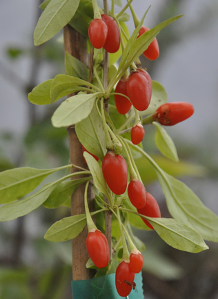 Goji Phoenix Teas