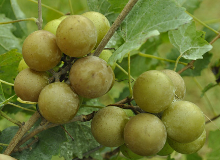 Grape Carlos 2015