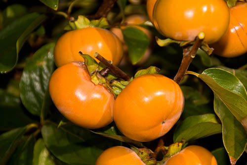 Persimmon Imoto