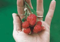 Strawberry Virginia Native Fruit In Hand