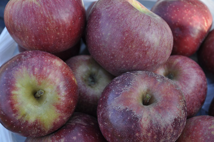 Apple Stayman Winesap