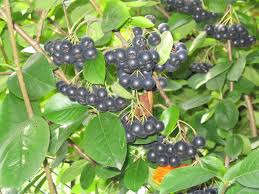 Aronia Melancarpa Seedling