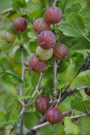 Gooseberry Glenndale