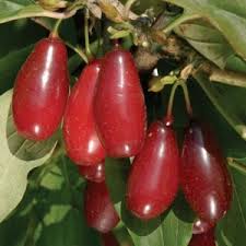 Dogwood Pioneer Corneilian Cherry