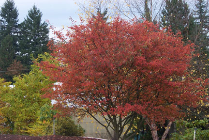 Juneberry Autumn Brilliance red