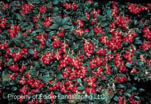 Lingonberry