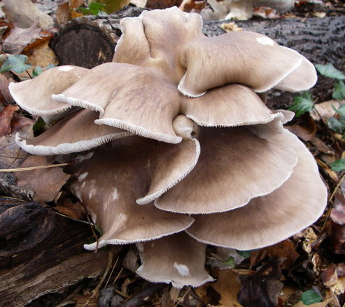 Mushroom Oyster