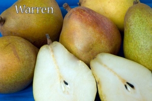 Pear Warren