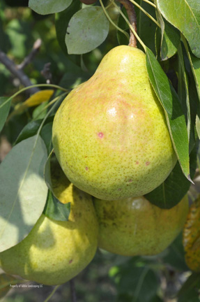 Pear Shenandoah 2011