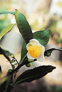 Tea Camelia Blossom