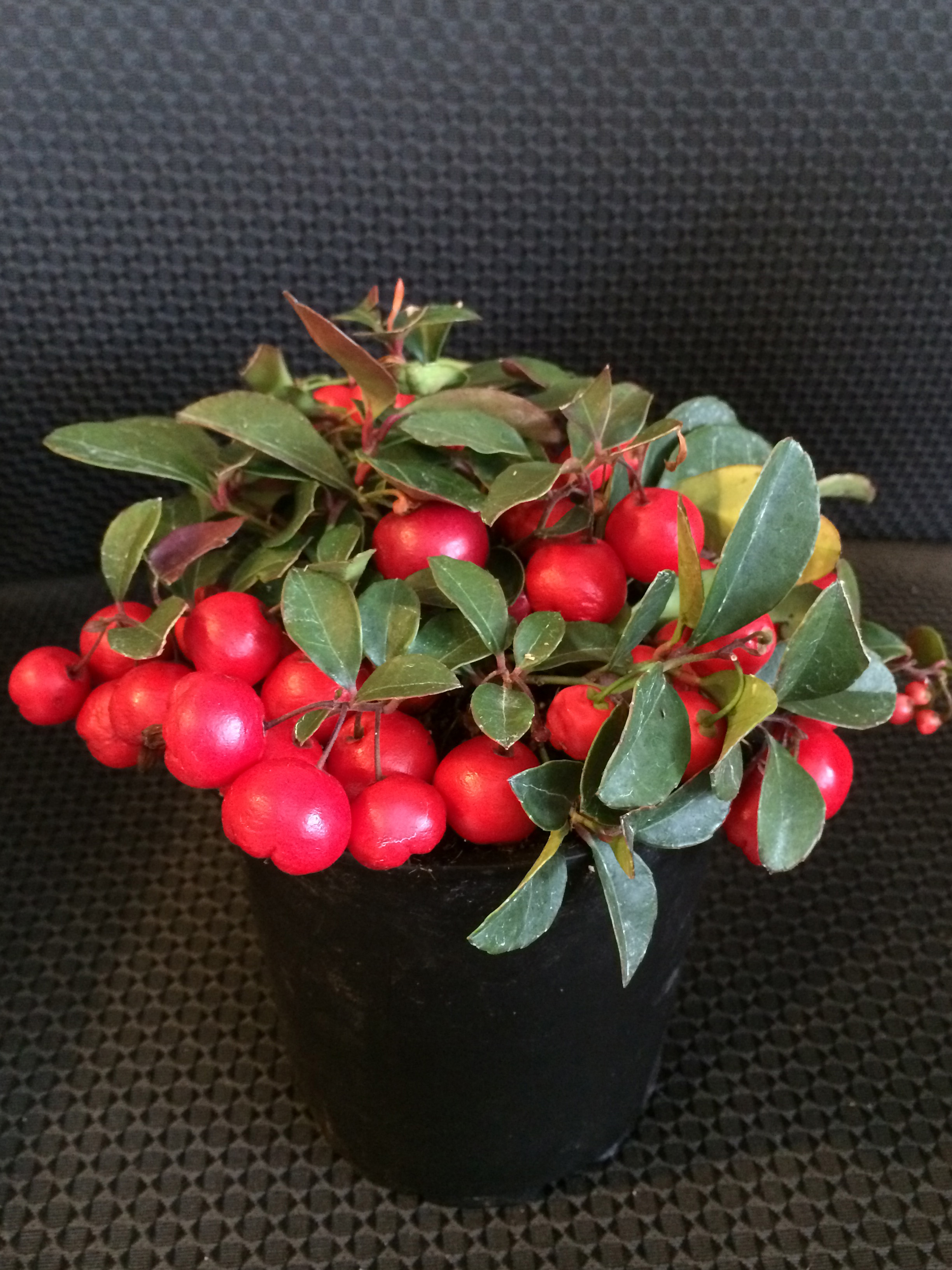 Wintergreen Cherry Berry in pot